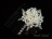 Countessa Freshwater Pearl Flower Wedding Hair Comb