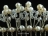 Elegance Flower Freshwater Pearl Wedding Hair Comb 